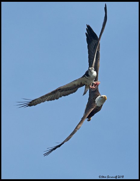 _8SB8197 bald eagle chasing osprey.jpg